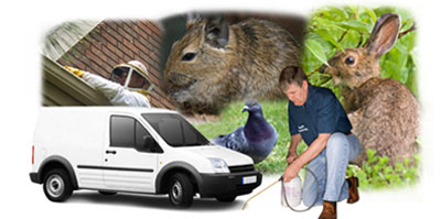 Chislehurst local van